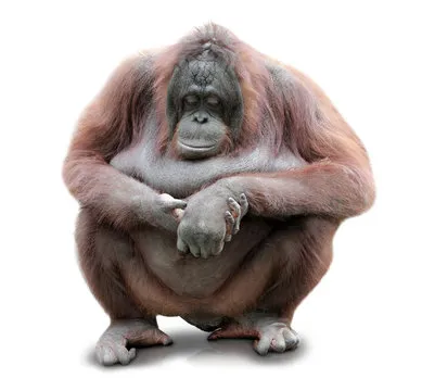 问鼎娱乐吉祥物熊猫